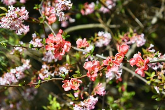 pink flowering Chinese ornamental quince