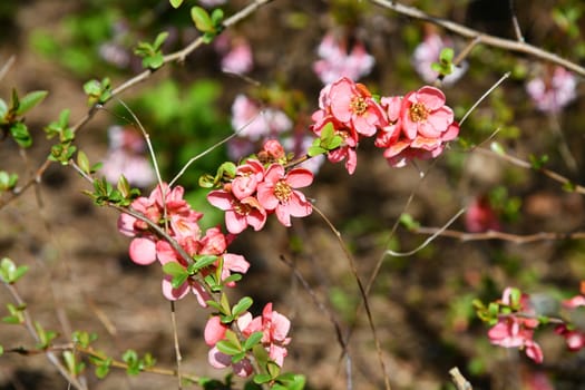 pink flowering Chinese ornamental quince