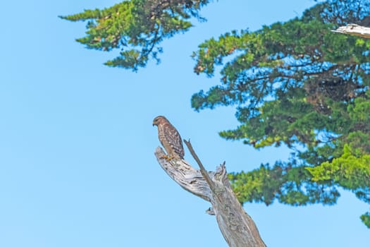 Merlin Watching for Prey in Point Reyes National Seashore in California