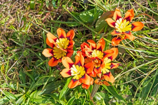 Colorful Harlequin Flower on the California Coast at Point Reyes National Seashore in California