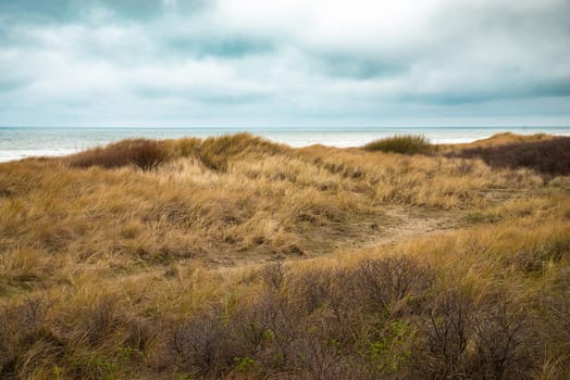 Beach landscape with reed and sand at the North Sea in the Netherlands, Wijk aan Zee near Amsterdam