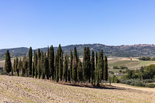 Iconic group of cypress trees in a field, near San Quirico,  Tuscany, Italy