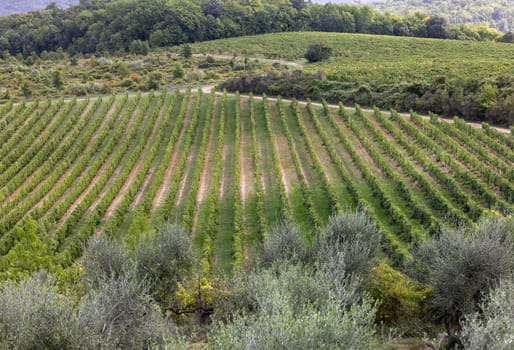 The rural landscape with vineyards near Pienza in Tuscany. Italy