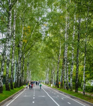 Moscow, Russia, September 10, 2016: Recreational birch-lined alley in a park in Moscow, Russia