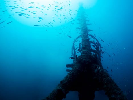 large group of fish swimming around a rusty wreck, the water is very clear and the fish are scattered all over the scene