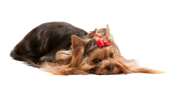 A thoughtful lying yorkshire terrier  isolated on the white background