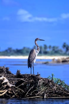 Purple Heron (Ardea purpurea), Selous Game Reserve, Morogoro, Tanzania, Africa