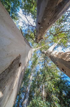 Large eucalyptus pointing to the sky at Guadiana riverside, Badajoz, Spain. Trees introduced In Spain for the production of pulpwood