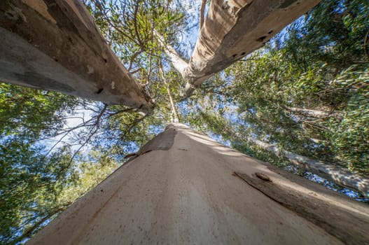 Large eucalyptus pointing to the sky at Guadiana riverside, Badajoz, Spain. Trees introduced In Spain for the production of pulpwood