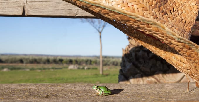 Little frog about to be trapped under a straw hat. Childrens pranks in nature concept