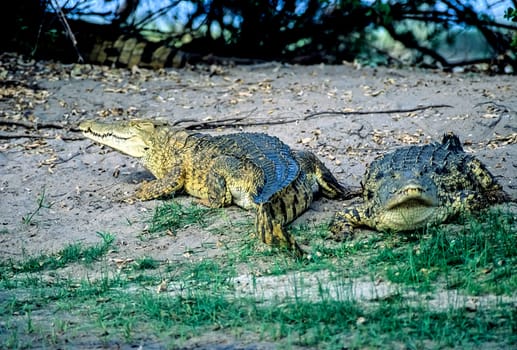 Nile Crocodile (Crocodylus niloticus), Selous Game Reserve, Morogoro, Tanzania, Africa.