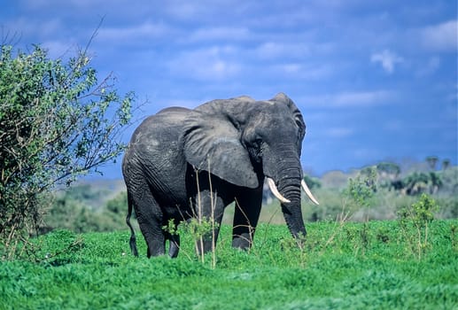 Elephant (Loxodonta africana), Selous Game Reserve, Morogoro, Tanzania, Africa