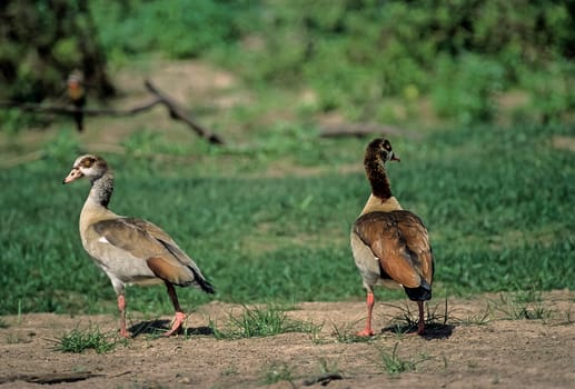 Egyptian Goose (Alopochen aegyptiacus), Selous Game Reserve, Morogoro, Tanzania, Africa.