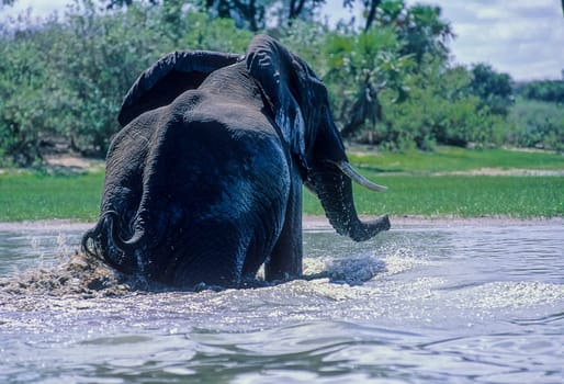 Elephant (Loxodonta africana), Selous Game Reserve, Morogoro, Tanzania, Africa