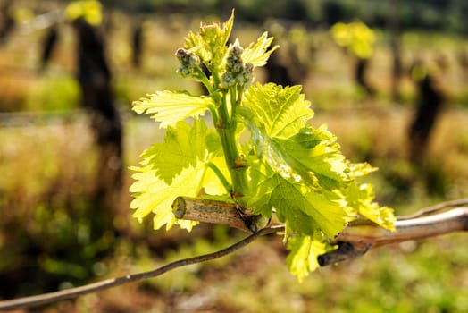 Drop of sap falling from vine branch with young shoots in spring. Sardinia, Italy. Traditional organic agriculture.