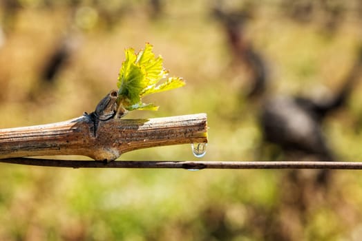 Drop of sap falling from vine branch with young shoots in spring. Sardinia, Italy. Traditional organic agriculture.