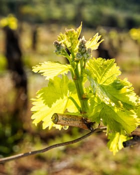 Drop of sap falling from vine branch with young shoots in spring. Sardinia, Italy. Traditional organic agriculture.