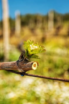 Drop of sap falling from vine branch with young shoots in spring. Sardinia, Italy. Traditional organic agriculture.