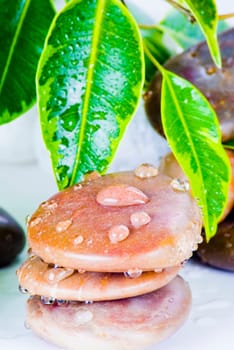 Water drops on stones with ficus plant