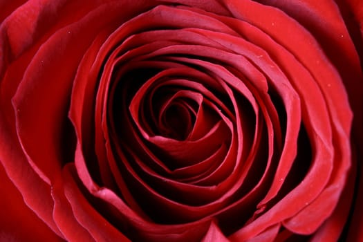 red rose close up macro