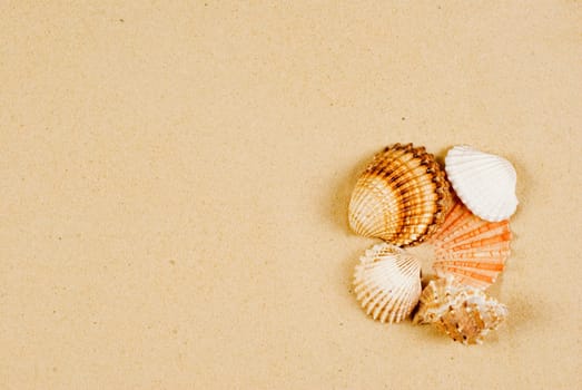 Holiday's memory - several shells on gold sand