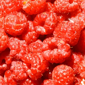 red wild raspberry macro close up