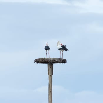 Two friends - stork couple on nest on the blue sky -friends