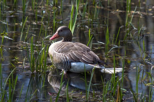 The Lesser White-fronted Goose (Anser erythropus) in a water