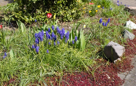 spring flowers in the garden - tulips, narzissus and hyacinth flowers