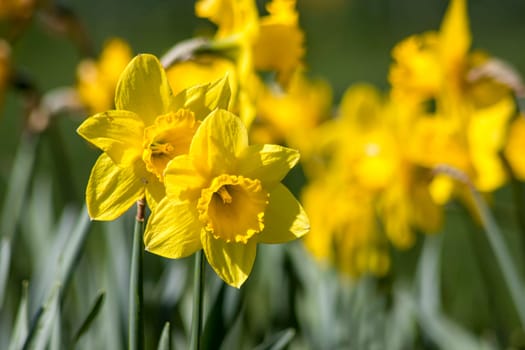 The daffodil, Narcissus pseudonarcissus, yellow narcissus flowers in a park, springtime