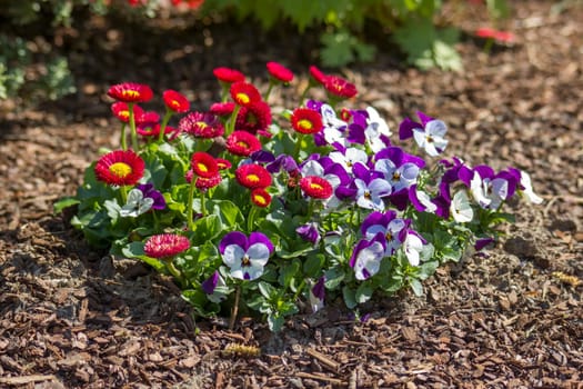 Daisies and pansies in a spring garden - close up