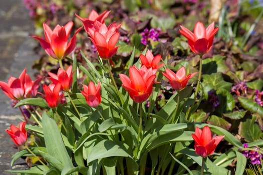 red tulips in a spring garden