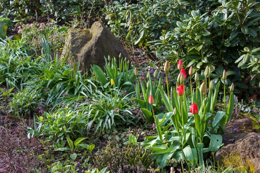 spring flowers in the garden - tulips and varius flowers