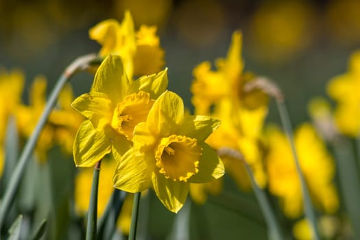 The daffodil, Narcissus pseudonarcissus, yellow narcissus flowers in a park, springtime