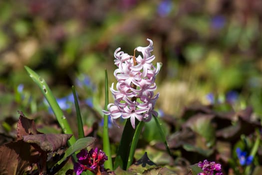 hyacinth in the garden, springtime