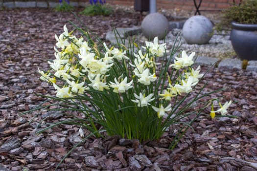 The daffodil, Narcissus pseudonarcissus, white narcissus flowers in a garden, springtime