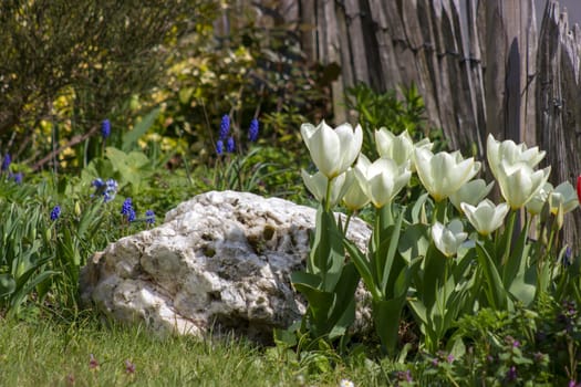tulips flowers in a spring garden - cclose up