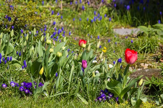spring flowers in the garden - tulips, hyacinth flowers and pansies