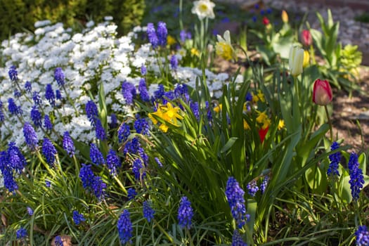 spring flowers in the garden - narcissus, tulips, hyacinth flowers