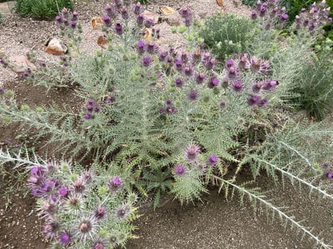 Ivory inth,Ptilostemon afer,(Eryngium giganteum) is native to the Caucasus and western Iran. Ivory Thistle,Ptilostemon afer,(Eryngium giganteum) is native to the Caucasus and western Iran