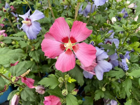 Garden hibiscus,Hibiscus syriacus,also called shrub marshmallow,belongs to the mallow family. The garden hibiscus,Hibiscus syriacus,also called shrub marshmallow,belongs to the mallow family
