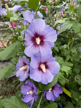 Garden hibiscus,Hibiscus syriacus,also called shrub marshmallow,belongs to the mallow family. The garden hibiscus,Hibiscus syriacus,also called shrub marshmallow,belongs to the mallow family