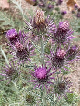 Ivory inth,Ptilostemon afer,(Eryngium giganteum) is native to the Caucasus and western Iran. Ivory Thistle,Ptilostemon afer,(Eryngium giganteum) is native to the Caucasus and western Iran