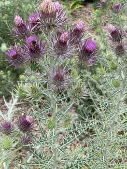 Ivory inth,Ptilostemon afer,(Eryngium giganteum) is native to the Caucasus and western Iran. Ivory Thistle,Ptilostemon afer,(Eryngium giganteum) is native to the Caucasus and western Iran