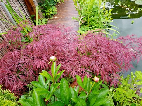 Faechera maple,Acer palmatum,has beautiful bright red leaves in autumn. Japanese maple,Acer palmatum,has beautiful bright red leaves in fall.