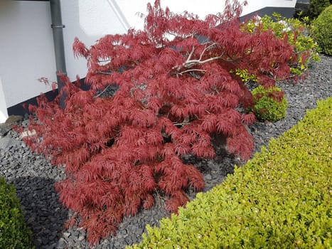 Faechera maple,Acer palmatum,has beautiful bright red leaves in autumn. Japanese maple,Acer palmatum,has beautiful bright red leaves in fall.