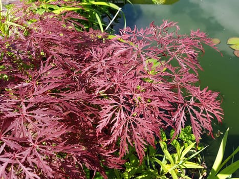 Faechera maple,Acer palmatum,has beautiful bright red leaves in autumn. Japanese maple,Acer palmatum,has beautiful bright red leaves in fall.
