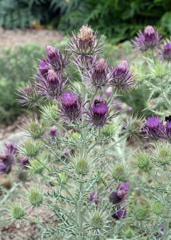 Ivory inth,Ptilostemon afer,(Eryngium giganteum) is native to the Caucasus and western Iran. Ivory Thistle,Ptilostemon afer,(Eryngium giganteum) is native to the Caucasus and western Iran