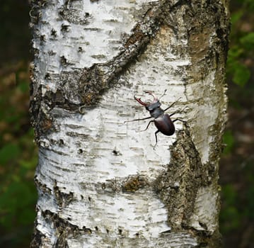 Lucanus,cervus,is a species of bird in the Lucanidae family. It is one of the largest and most striking Kaefern in Europe. Stag beetle,Lucanus cervus,is a beetle of the Schroeter family (Lucanidae). It is one of the largest and most conspicuous beetles in Europe