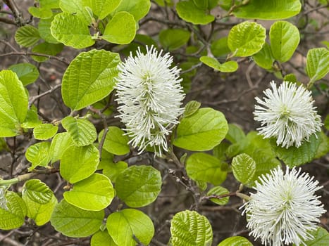 Feather bush,Fothergilla major blooms from May to June,earlier in mild winters. The flower appears in front of the foliage exit and offers a magnificent sight. Plumebush,Fothergilla major,flowers from May to June,earlier in mild winters. The blossom appears before the leaves emerge and offers a grandiose sight